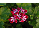 Pelargonium