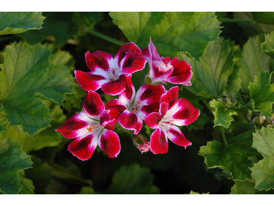 Pelargonium