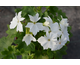 Pelargonium Ruth Lesley