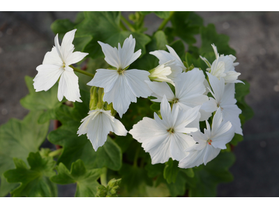 Pelargonium