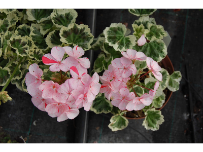 Pelargonium