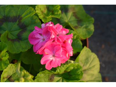 Pelargonium