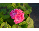 Pelargonium Show Off