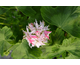 Pelargonium Snowbright