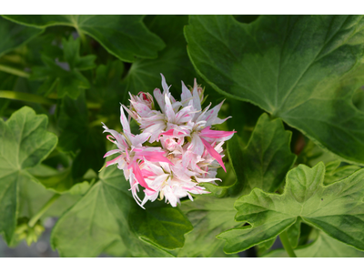 Pelargonium