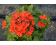 Pelargonium Startel Red