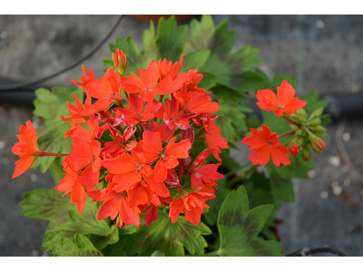 Pelargonium