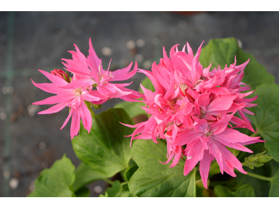 Pelargonium