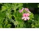 Pelargonium Sweet Mimosa