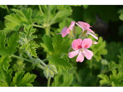 Pelargonium