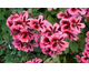 Pelargonium Bolero