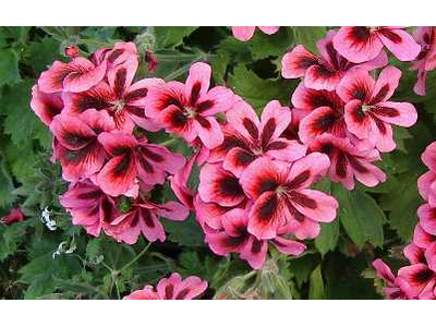 Pelargonium