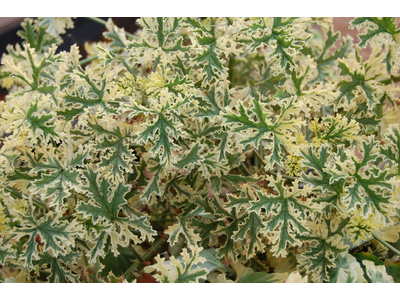 Pelargonium