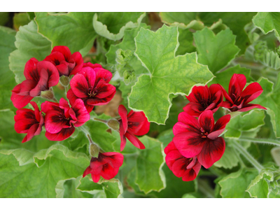 Pelargonium