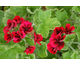Pelargonium Voodoo