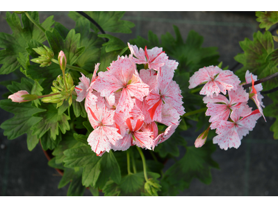 Pelargonium