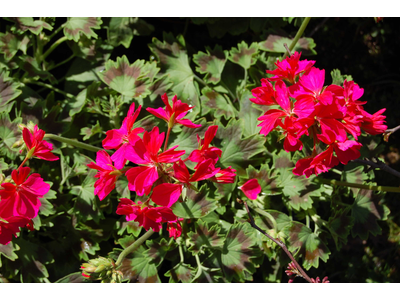 Pelargonium