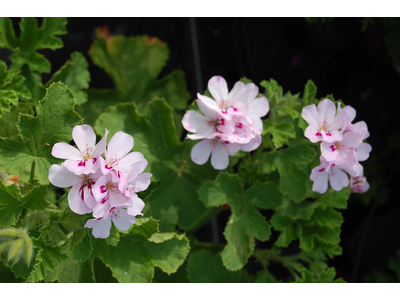 Pelargonium