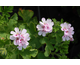 Pelargonium White Unique