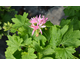 Pelargonium Win Ellison