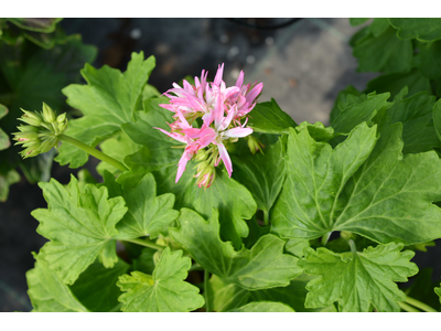 Pelargonium