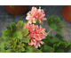 Pelargonium