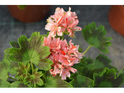 Pelargonium