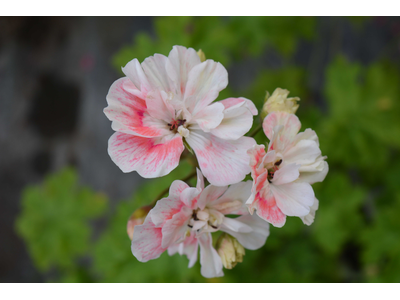 Pelargonium