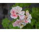 Pelargonium Rushmoor Tiber