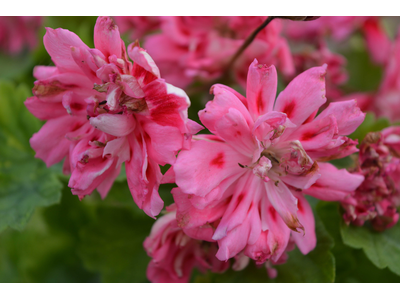 Pelargonium