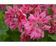 Pelargonium Unicorn Rose