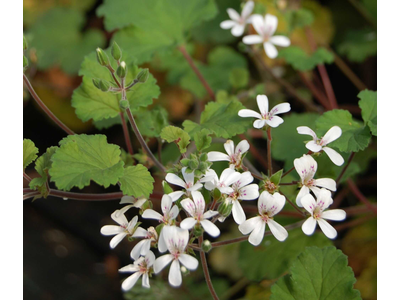 Pelargonium australe