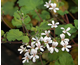 Pelargonium australe Tasmanian Form
