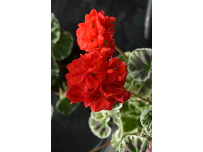 Pelargonium