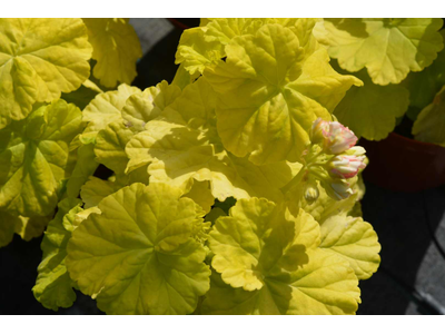 Pelargonium