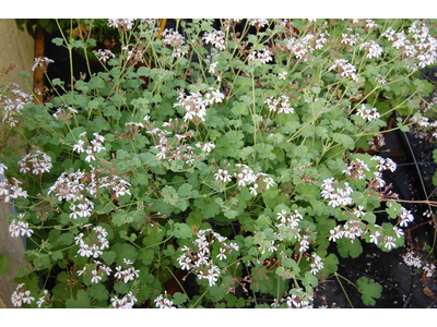 Pelargonium