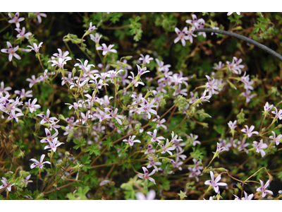 Pelargonium iocastum