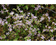 Pelargonium iocastum 