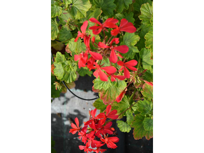 Pelargonium kewensis