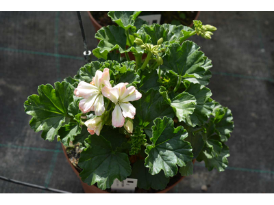 Pelargonium