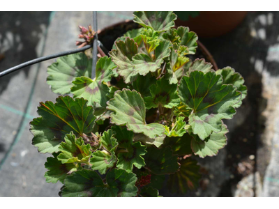 Pelargonium