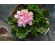 Pelargonium Rose of Amsterdam