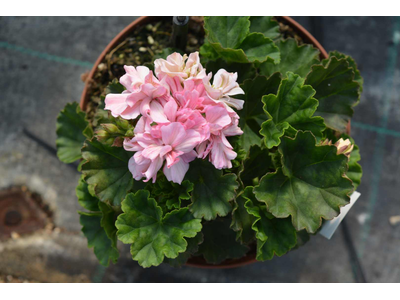 Pelargonium