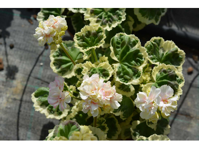 Pelargonium