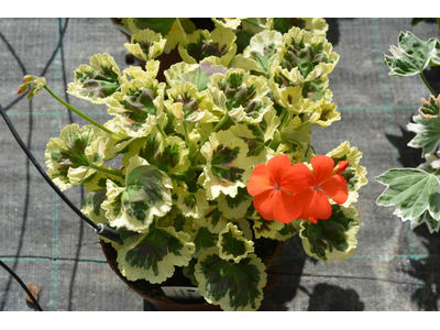 Pelargonium