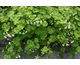 Pelargonium odoratissimum