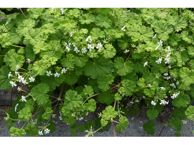 Pelargonium odoratissimum