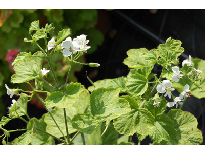 Pelargonium