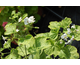 Pelargonium Apple Betty