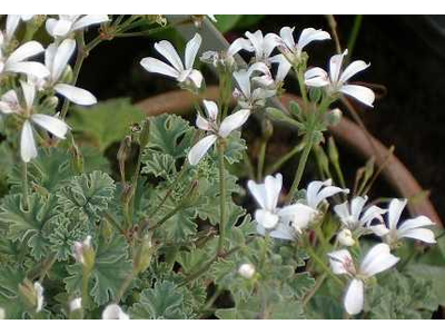 Pelargonium